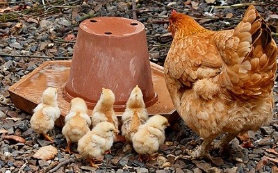 baby chick waterer