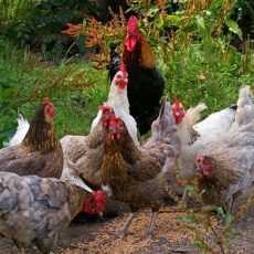 How do I know when my Chickens have Worms