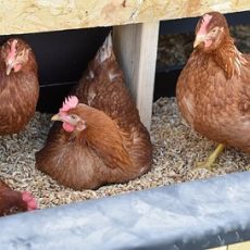 The Importance of Collecting Chicken Eggs -Cleansing and Safely Storing of Fresh Eggs