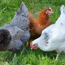How to Keep Happy Healthy Chickens