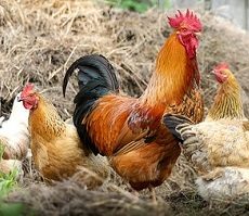 How are Chicken Eggs Fertilized?