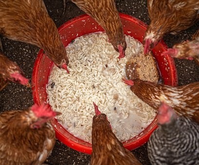 High Protein Food for Chickens