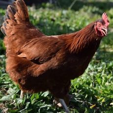 Why Rhode Island Red are a Popular Backyard Chicken