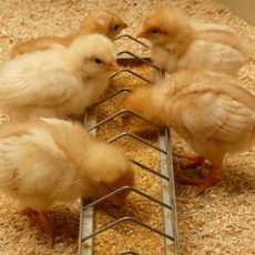 What are the 5 Best Baby Chick Feeders