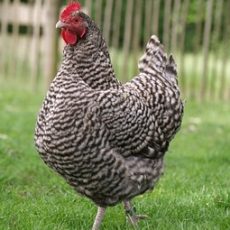 All you need to know about the Plymouth Rock Chicken