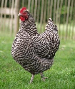 barred plymouth rock