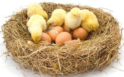 Chickens Hatching in nest