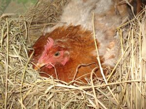 Hatch Chickens Under a Broody Hen