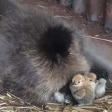 Best Chickens for Pets