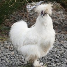 Interesting Facts About Silky Chickens