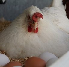 How to Stop My Chickens Eating their Eggs