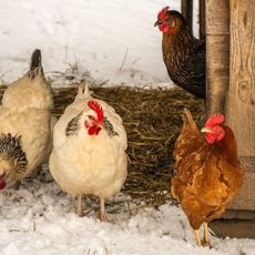 Know What to Feed Chickens in Winter