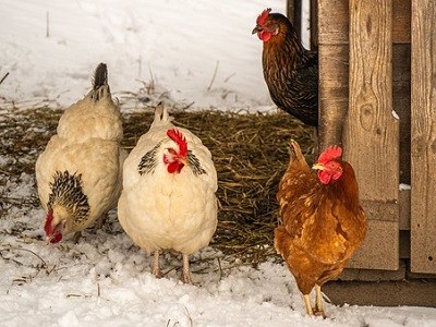Feeding Chickens Winter