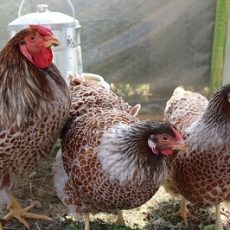 All you need to Know about Wyandotte Chickens
