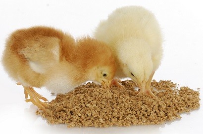 Baby Chicks Eating Chick starter feed
