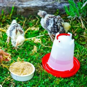Best Chick Feeders baby chicks with waterer and feeder