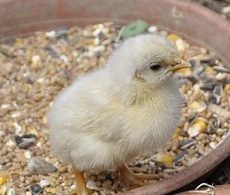 Chick Starter Feed: Nourishing Chicks for a Healthy Start