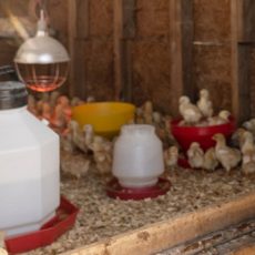 Building a Brooder for Baby Chicks