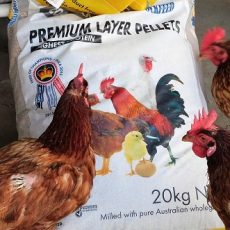Is Organic or Non-Organic Feed Best for Chickens