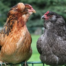 Ameraucana Chickens Lay Beautiful Blue Eggs