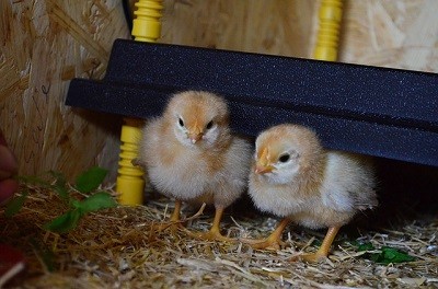 chick brooder plate