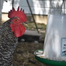 Best Grit For Chickens