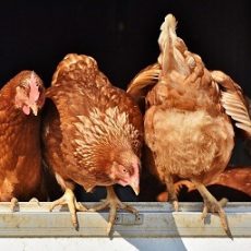 How to Keep Isa Brown Chickens