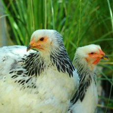 When Do Chickens Start Laying Eggs