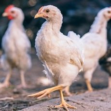 Marek’s Disease in Chickens