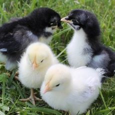 What Causes Coccidiosis in Chickens and How to Prevent it