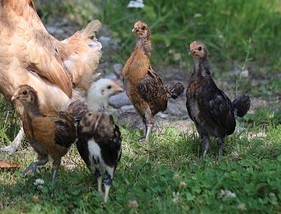 growing Chickens