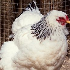 Reasons to Choose Sussex Chickens: Discover the Perfect Poultry Companions