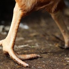 Bumble-foot in Chickens