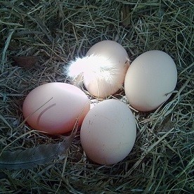 Eggs in Nesting Box