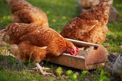 Free Range Chickens Eating Diet