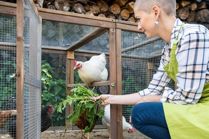 Lady feeding hens to help when Chickens Not Laying Eggs