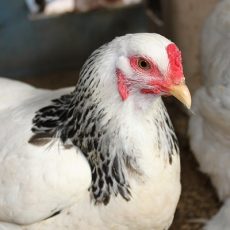 All About Brahma Chickens