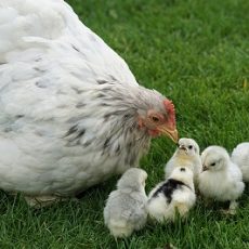 Facts about Cochin Chickens