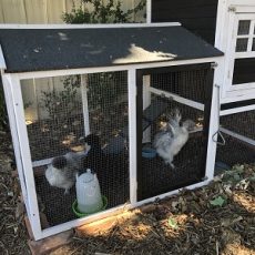 What are the Best Chicken Coops