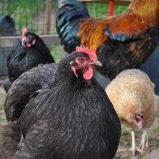 Orpington Chickens Breeds