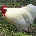leghorn chicken