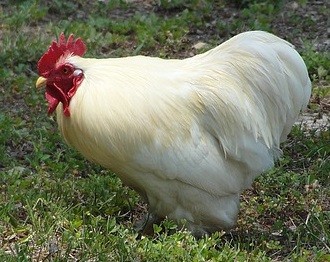 leghorn chicken