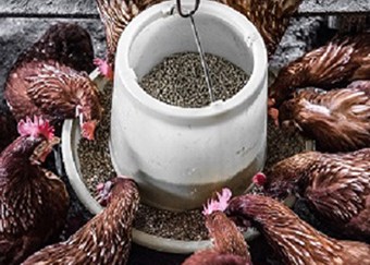 Best Chicken Feed-What should I feed my Chickens