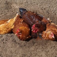Dust Bath for Chickens and Why They are Important