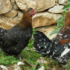 Why Should I Choose Bantam Chickens?