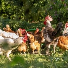 How to Keep Chickens Cool in Hot Weather
