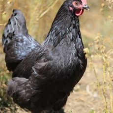 Jersey Giant Chickens-Are they the best breed