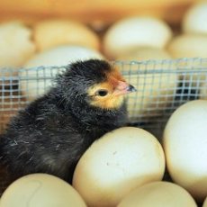 What is the Best Chicken Egg Incubator with Automatic Turner