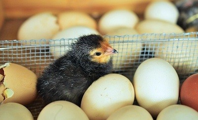 hatching chicken