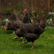 Benefits of Keeping Chickens in the Garden